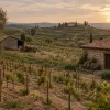 Transmission des domaines : la moitié des exploitants partent d'ici 2030, qui reprendra le vignoble ?