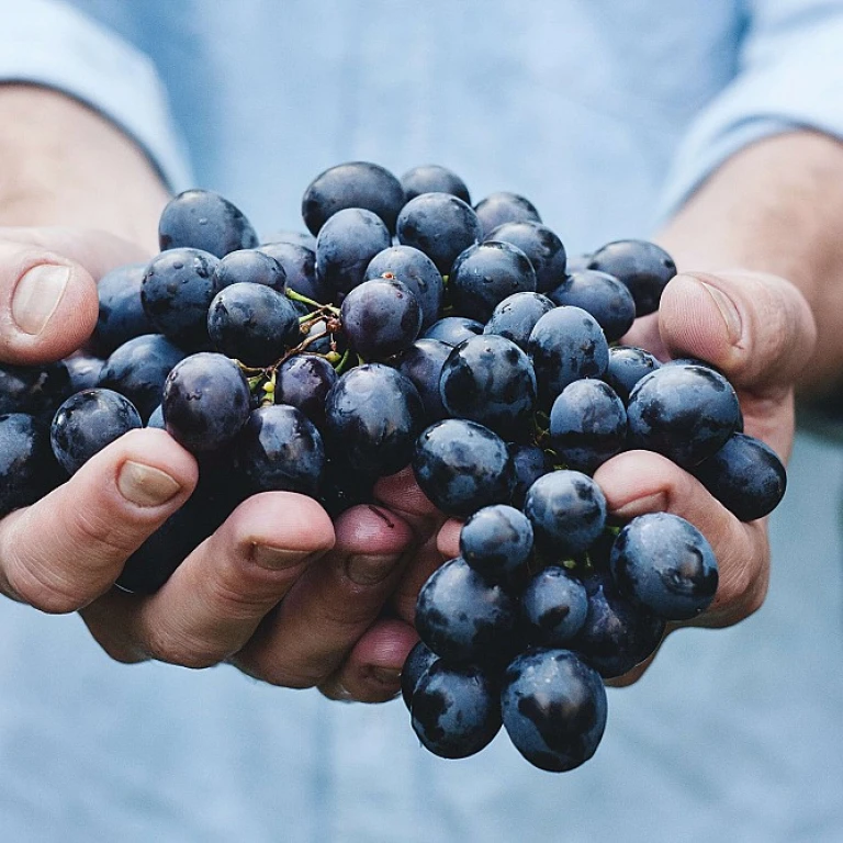L'essor des boissons en canette dans l'industrie du vin