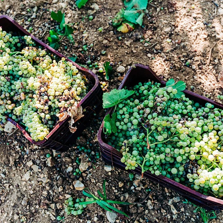 Comprendre les tailles des bouteilles de vin