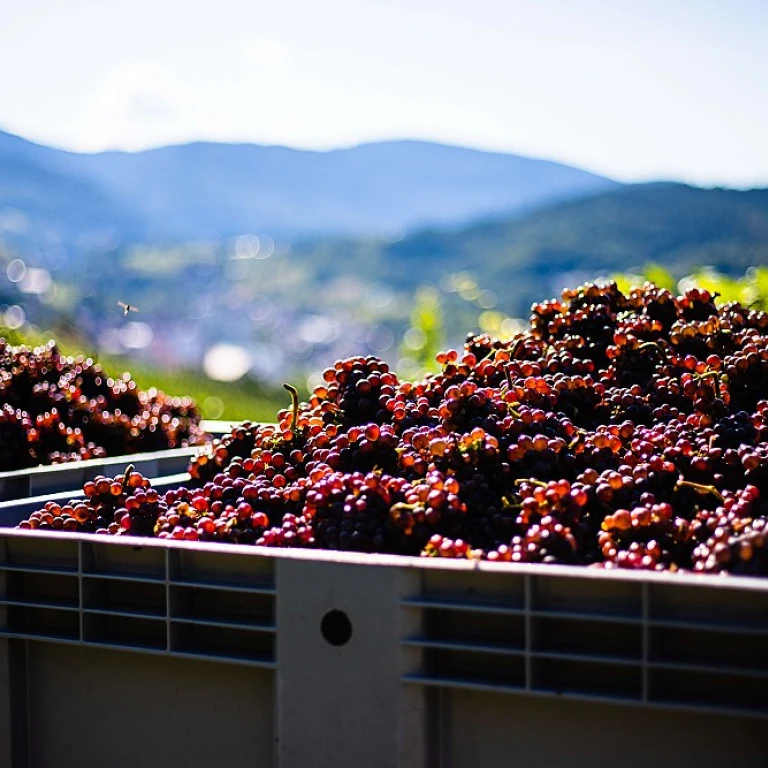 Quand la nuit tombe, le vin révèle ses mystères