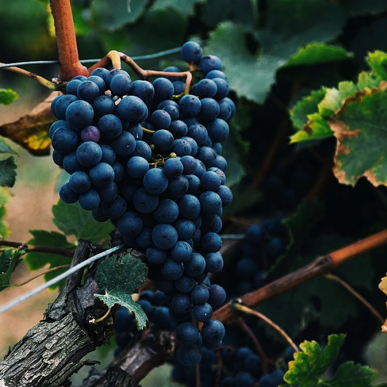 L'importance des ceps de vignes dans l'industrie du vin