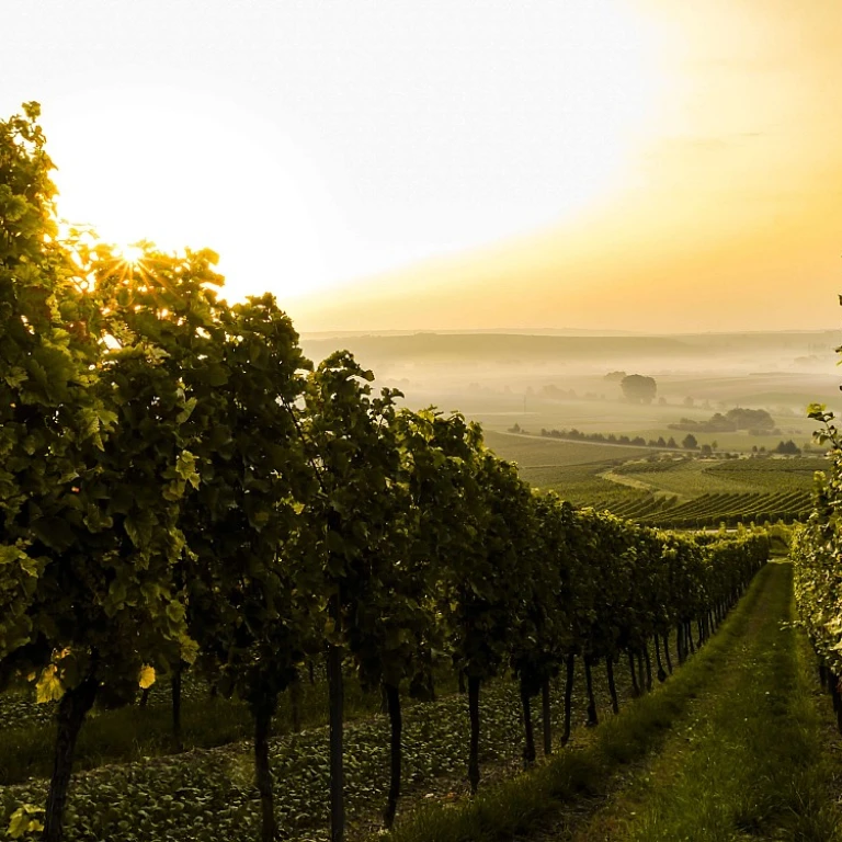 Les secrets du vin blanc des coteaux du Layon