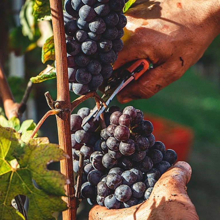 Les secrets du vin blanc de Pouilly-Fumé
