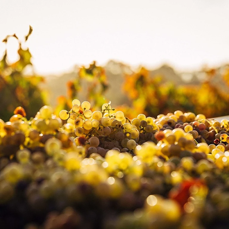 Les secrets du champagne blanc de noirs