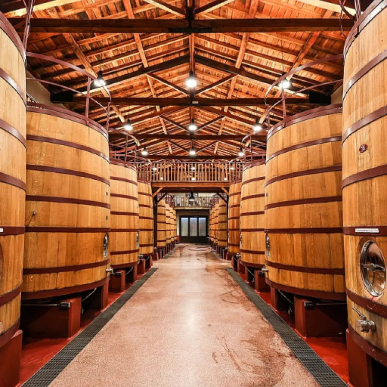 Comprendre l’importance de la branche de vigne dans la viticulture moderne