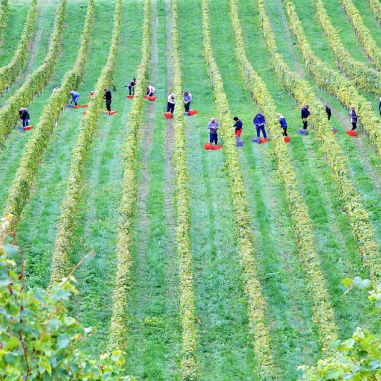 Canne bleue : l’icône martiniquaise qui bouscule les codes du rhum blanc