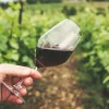 Saint-Estèphe : découverte d'une appellation bordelaise d'exception