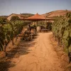 Fête des vins de l'été : monter une opération estivale rentable en 4 semaines