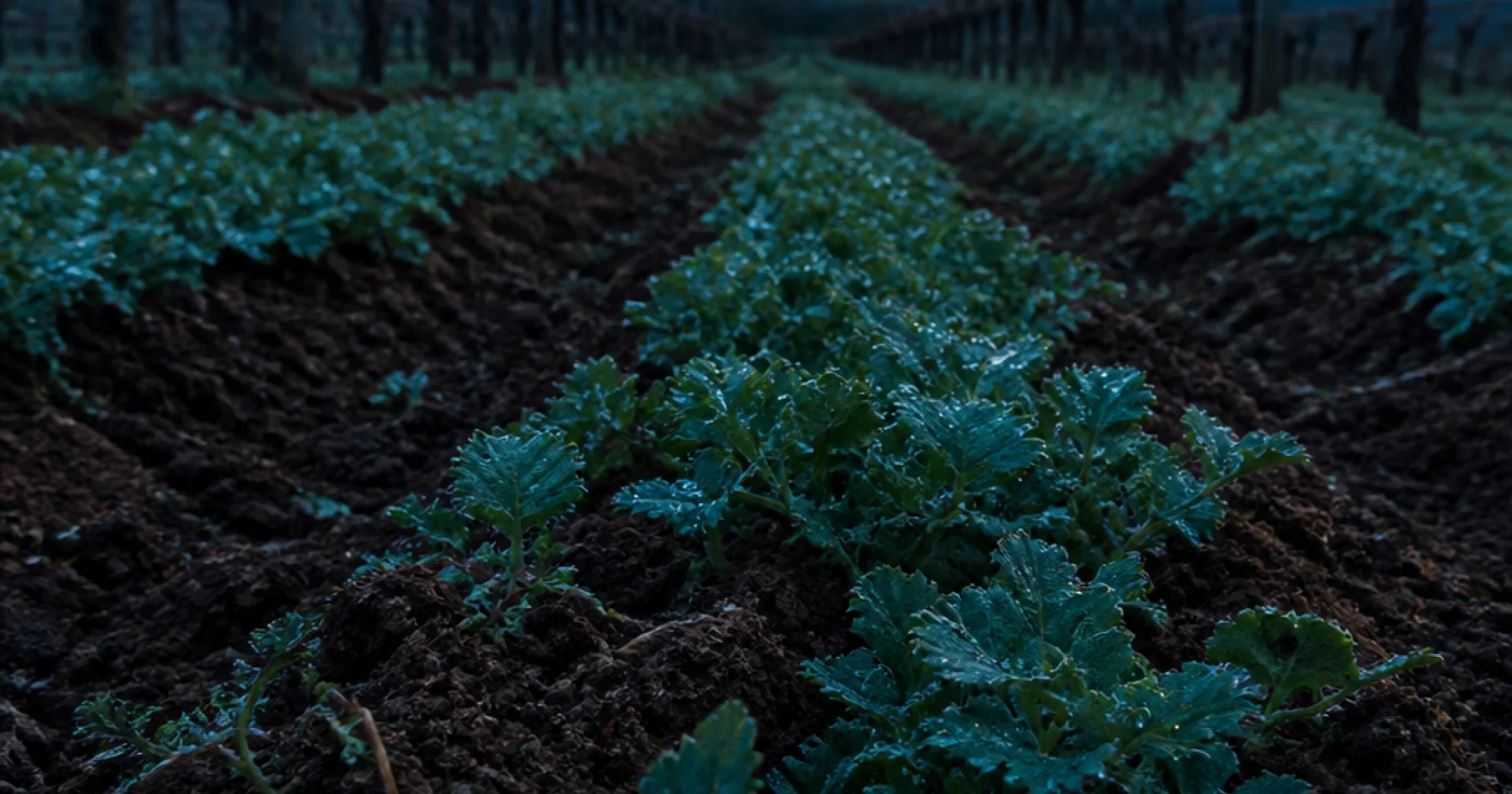 Viticulture biodynamique : ce que la conversion impose vraiment à votre comptabilité analytique
