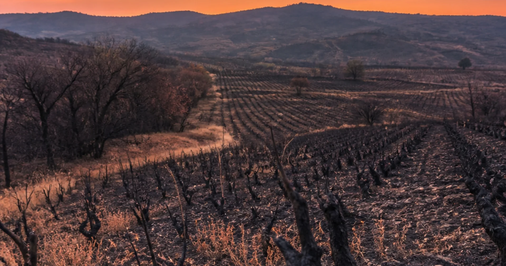 Incendie du Minervois : 900 hectares brûlés, quand les friches viticoles deviennent des couloirs de feu