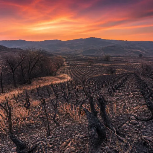 Incendie du Minervois : 900 hectares brûlés, quand les friches viticoles deviennent des couloirs de feu