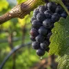 Eau et vignoble : quand la ressource hydrique devient le premier enjeu RSE de la filière