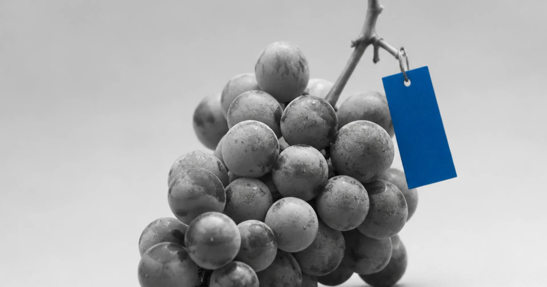 Vendanges 2026 : ce que les prévisions de récolte européennes annoncent pour l'équilibre du marché
