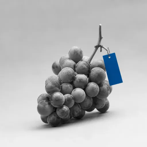 Vendanges 2026 : ce que les prévisions de récolte européennes annoncent pour l'équilibre du marché