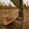 Canicule au vignoble : les obligations de sécurité au travail que l'été 2026 remet en lumière