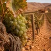 26-35 ans, +14 points de consommateurs de vin : ce que le basculement générationnel impose au rayon